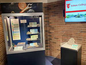 Fossils Photo of Fossils in a display case