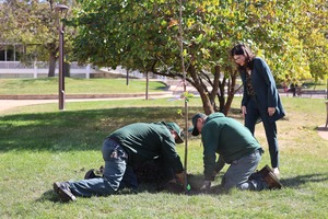 Tree Planting - 2