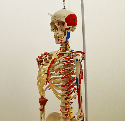 Skeleton Model